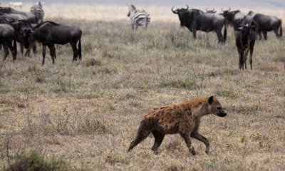 Spotted hyena with wildebeest