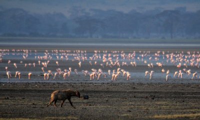 Spotted hyena with lesser flamingos