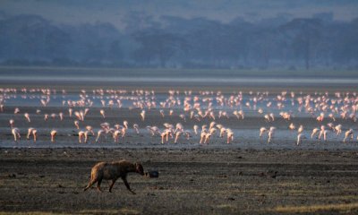 Spotted hyena with lesser flamingos