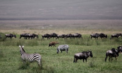 Spotted hyena with common zebra