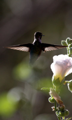 Anna's hummingbird