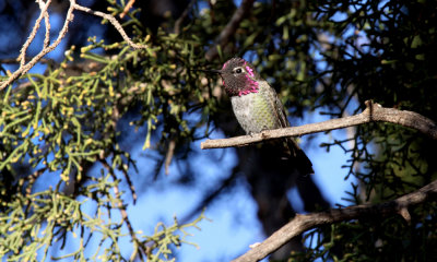 Anna's hummingbird