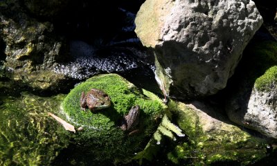 Leopard frog