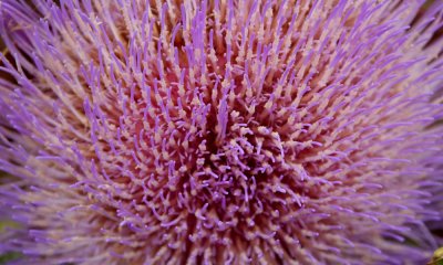 Artichoke