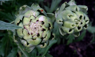 Artichoke with lady bug