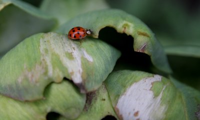 Artichoke with lady bug