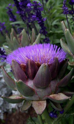 Artichoke
