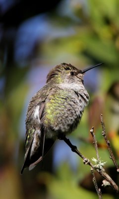 Anna's hummingbird