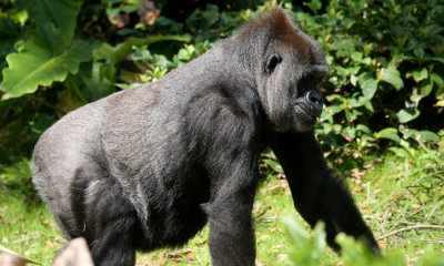 Lowland gorilla (c.c.)