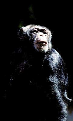 Chimpanzee (c.c.)