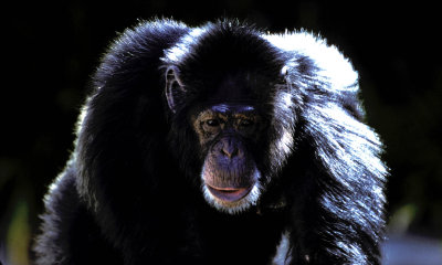 Chimpanzee (c.c.)