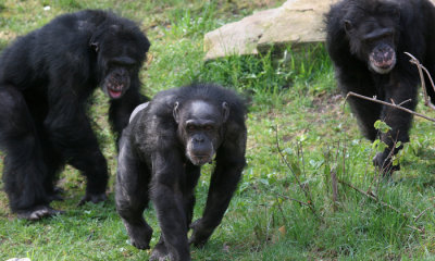 Chimpanzee (c.c.) Horizontal  crop