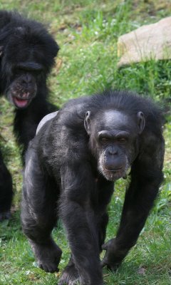 Chimpanzee (c.c.) Vertical crop