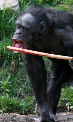 Chimpanzee (c.c.) Vertical crop