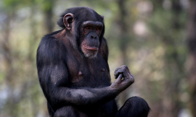 Chimpanzee (c.c.)