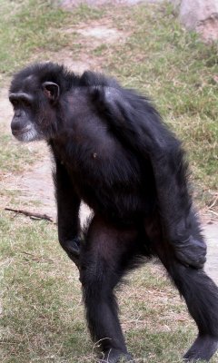 Chimpanzee (c.c.)