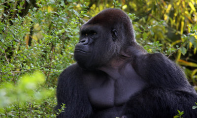 Lowland gorilla (c.c.)