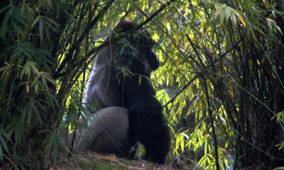 Lowland gorilla (c.c.)