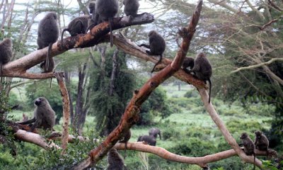 Olive baboon with elephants
