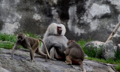 Africa's Baboons