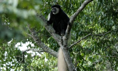 Black and white cloobus monkey