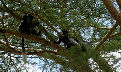 Black and white colobus monkey