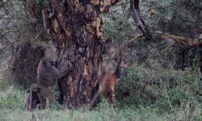 Olive baboon with bushbuck