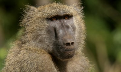 Africa's Baboons