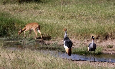 Common Reedbuck with Crown cranes
