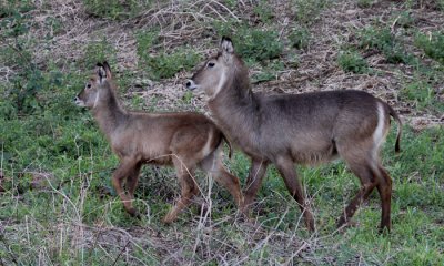 Common waterbuck