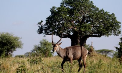 Common waterbuck with baobab
