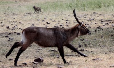 Defassa waterbuck