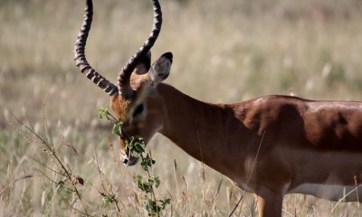 Impala