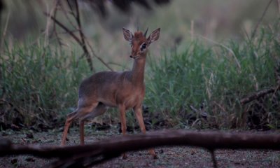 Kirk's dikdik