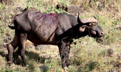 African buffalo injured by lions