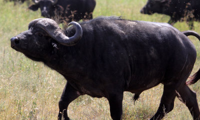 African or Cape Buffalo Gallery