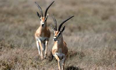 Grant's gazelle