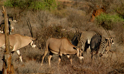Grevy's zebra with Besia oryx