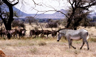 Grevy's zebra with Besia oryx