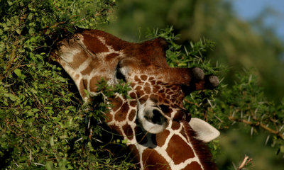 Reticulated giraffe