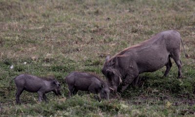 Warthog