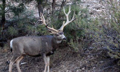 Mule deer