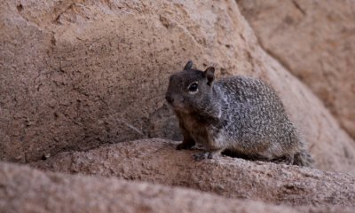 Rock squirrel