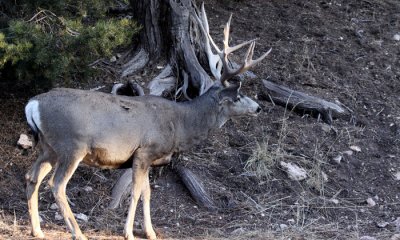 Mule deer