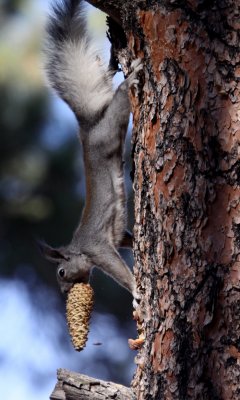 Abert's squirrel