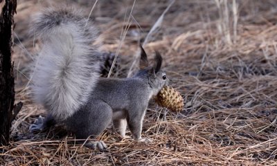 Abert's squirrel