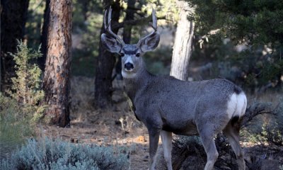 Mule deer