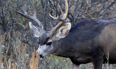 Mule deer
