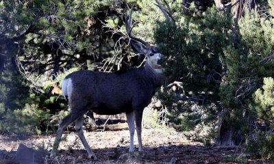 Mule deer