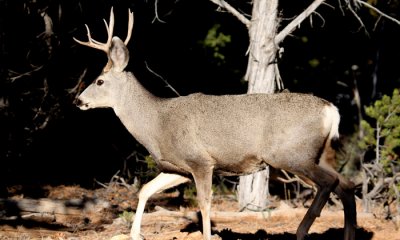 Mule deer